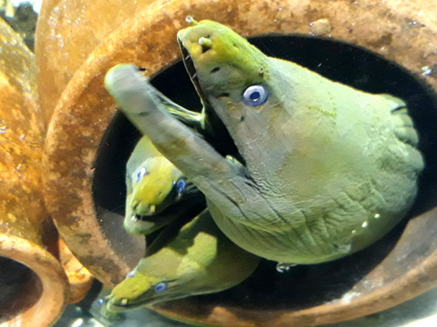 La morena Nature Color (Digital)