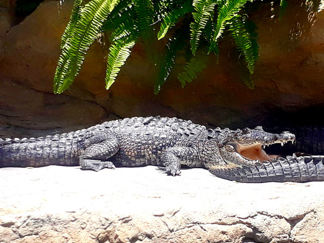 Baño de sol Nature Color (Digital)