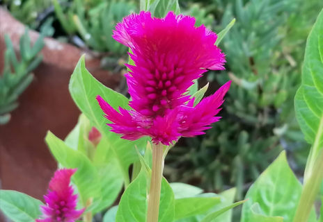 Terciopelo vivo