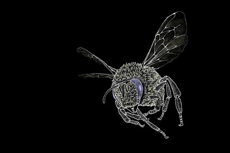 Abeja