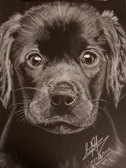 Mi perrito bueno Grafito