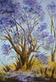 jacaranda