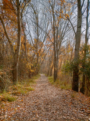 El bosque de otoño
