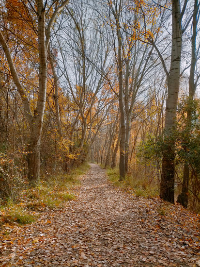 El bosque de otoño Nature Color (Digital)