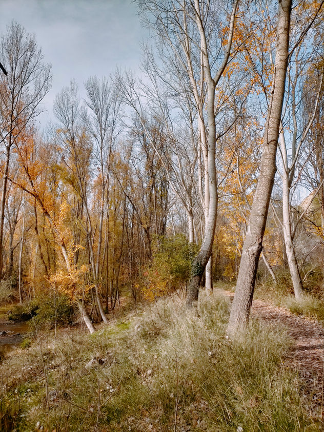 El bosque en otoño