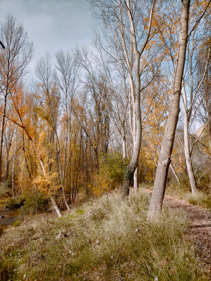 El bosque en otoño Naturaleza Color (Digital)