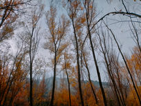 Bosque de otoño