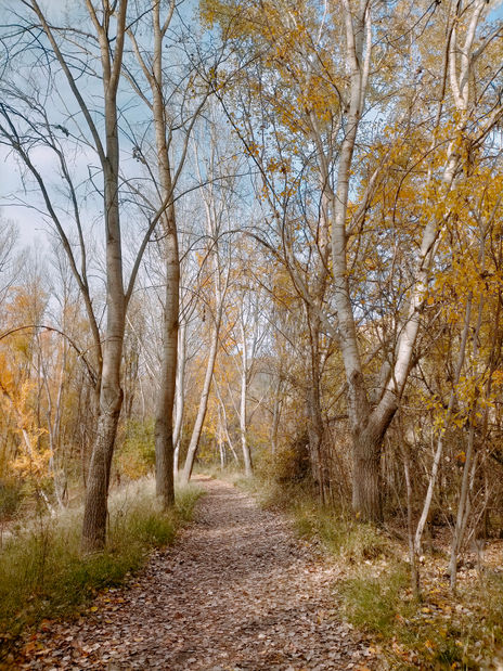 Bosque de otoño