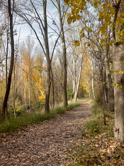 Bosque de otoño