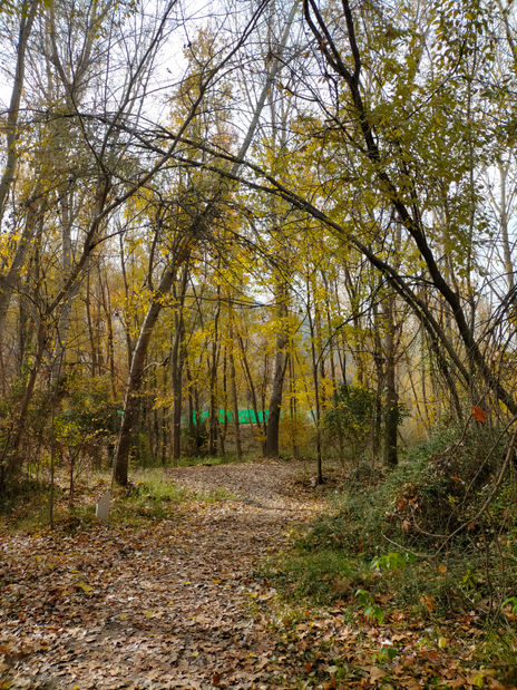 Bosque de otoño