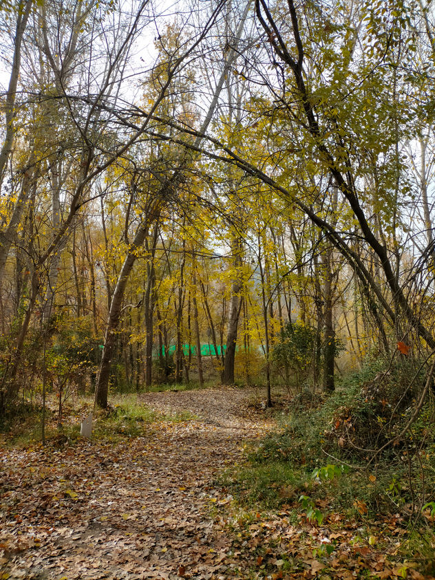 Bosque de otoño