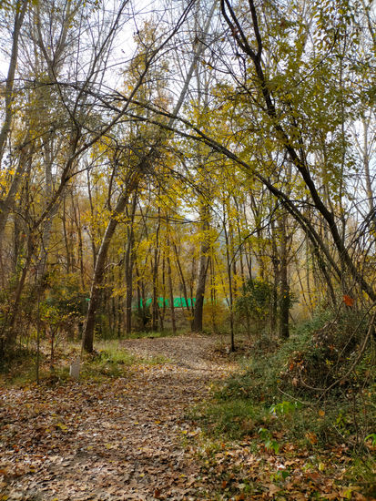 Bosque de otoño Nature Color (Digital)