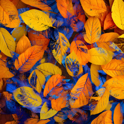 Autumn chaos