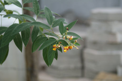 Guandu en Flor