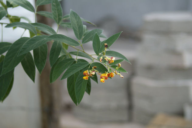 Guandu en Flor