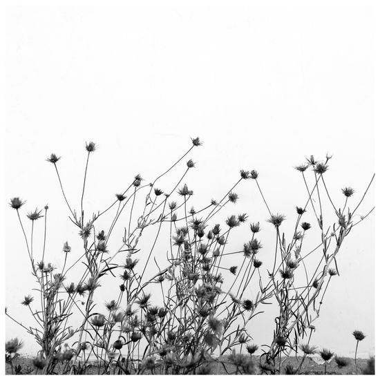 S/T Naturaleza Blanco y Negro (Digital)