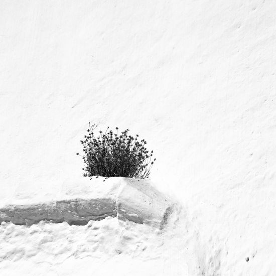 S/T Naturaleza Blanco y Negro (Digital)