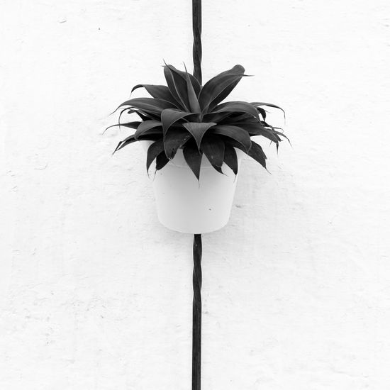 S/T Nature Black and White (Digital)