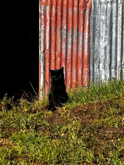 Gato negro Nature Color (Digital)