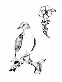 La Paloma Pasajera...