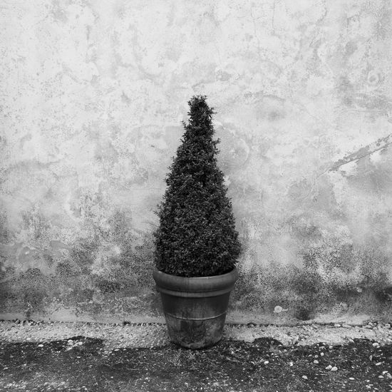 S/T Bodegones Blanco y Negro (Digital)