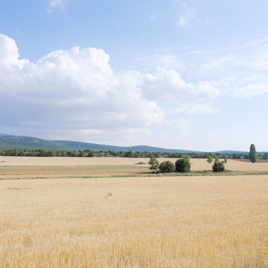 S/T Nature Color (Digital)