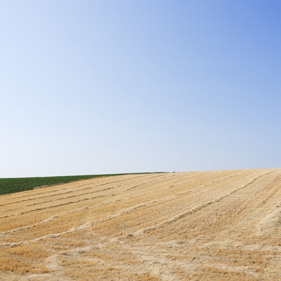 S/T Nature Color (Digital)