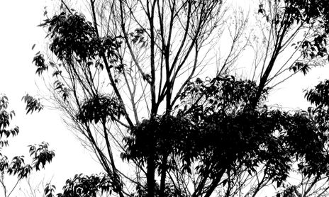 Arboles