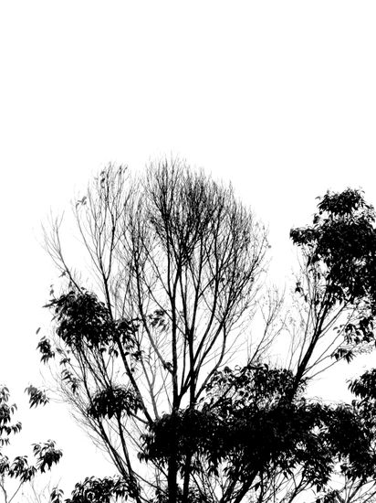Árbol 1 Nature Black and White (Digital)