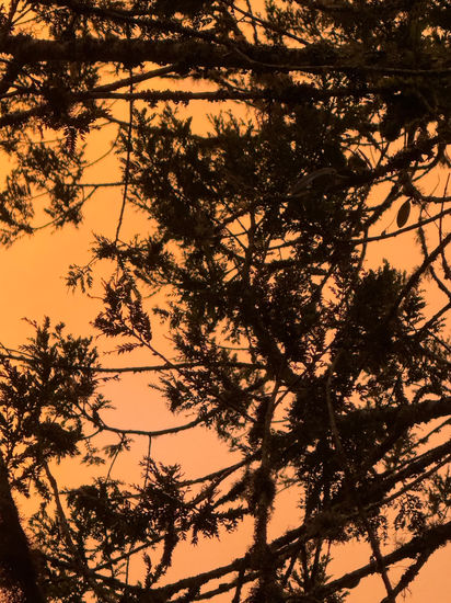 Al anochecer Nature Color (Digital)