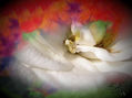 Genesis en Flor