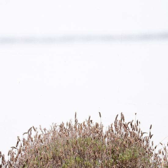 S/T Still lifes Color (Digital)