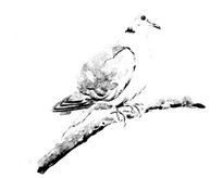 La Tórtola IV BN /...