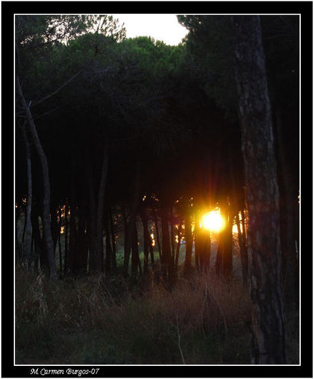 Atardecer entre pinos Nature Color (Digital)