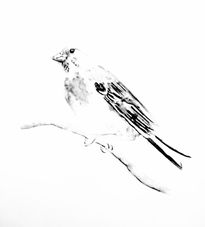 El Pájaro Silvestre...