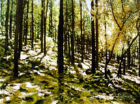 Pinar (5) Gran Canaria