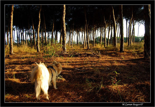 Escuchando los sonidos del bosque Naturaleza Color (Digital)