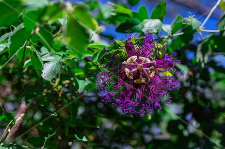 Electric Passion