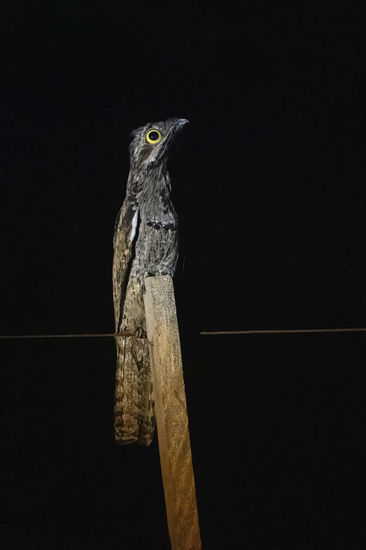 Noisy silence Nature Color (Digital)