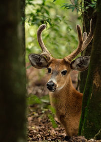 Blastocerus dichotomus