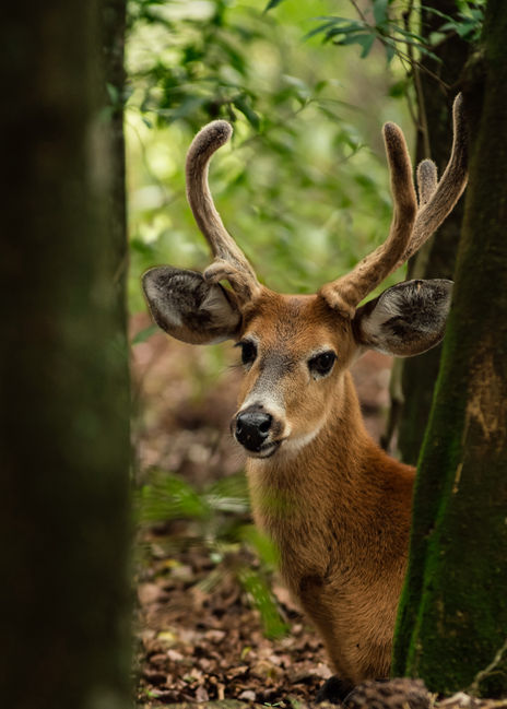 Blastocerus dichotomus