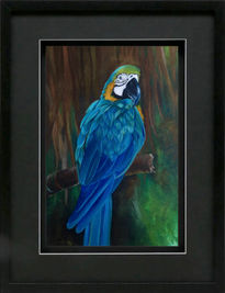 Blue Macaw