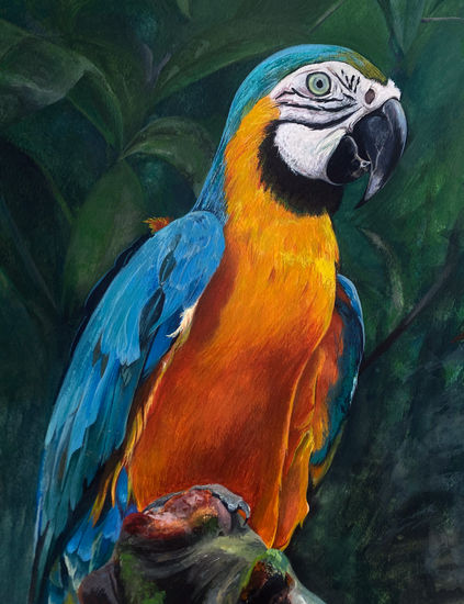 Big Macaw Acuarela Papel Animales