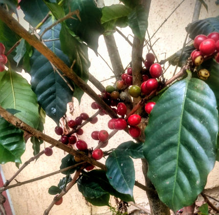 Café color