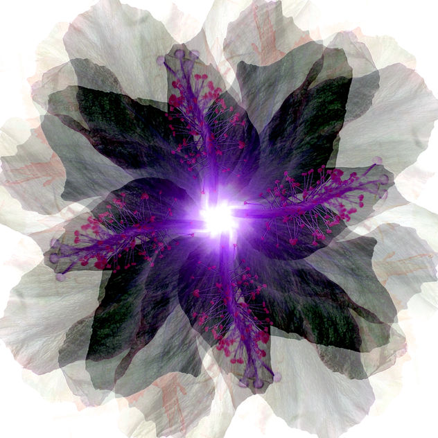 Mandala luz