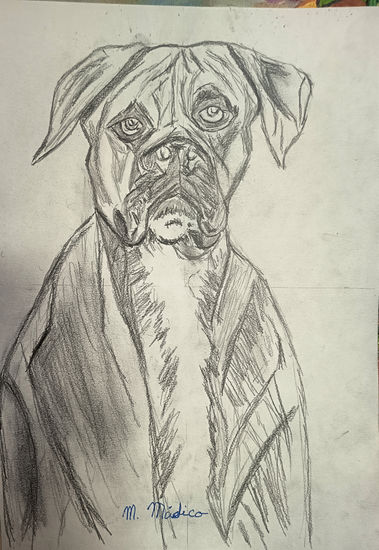 Perro Boxer ( Boi ) Graphite