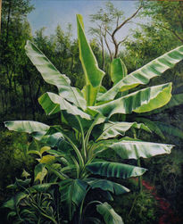 Platanos del Bosque