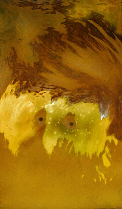 Pájaro