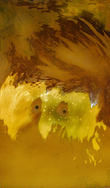 Pájaro