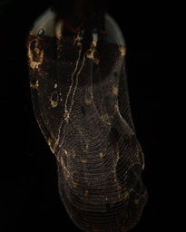 Del fuego al propósito